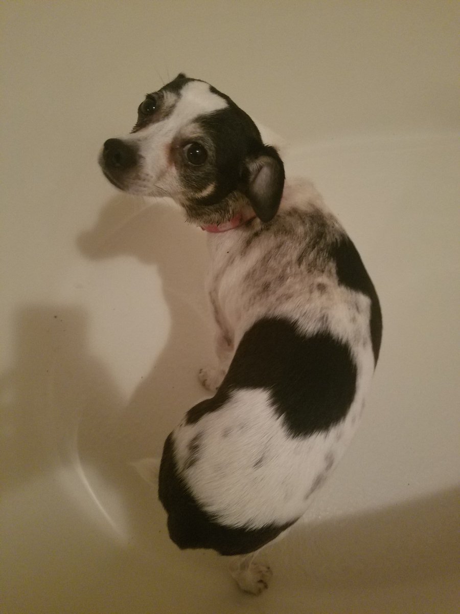 THE_Icecoldaces's tweet photo. When ur getting ready to head to the office and this happens. #dogproblems @APeaceLoveBooks @RockstarDealing https://t.co/TnFoUd1s7n