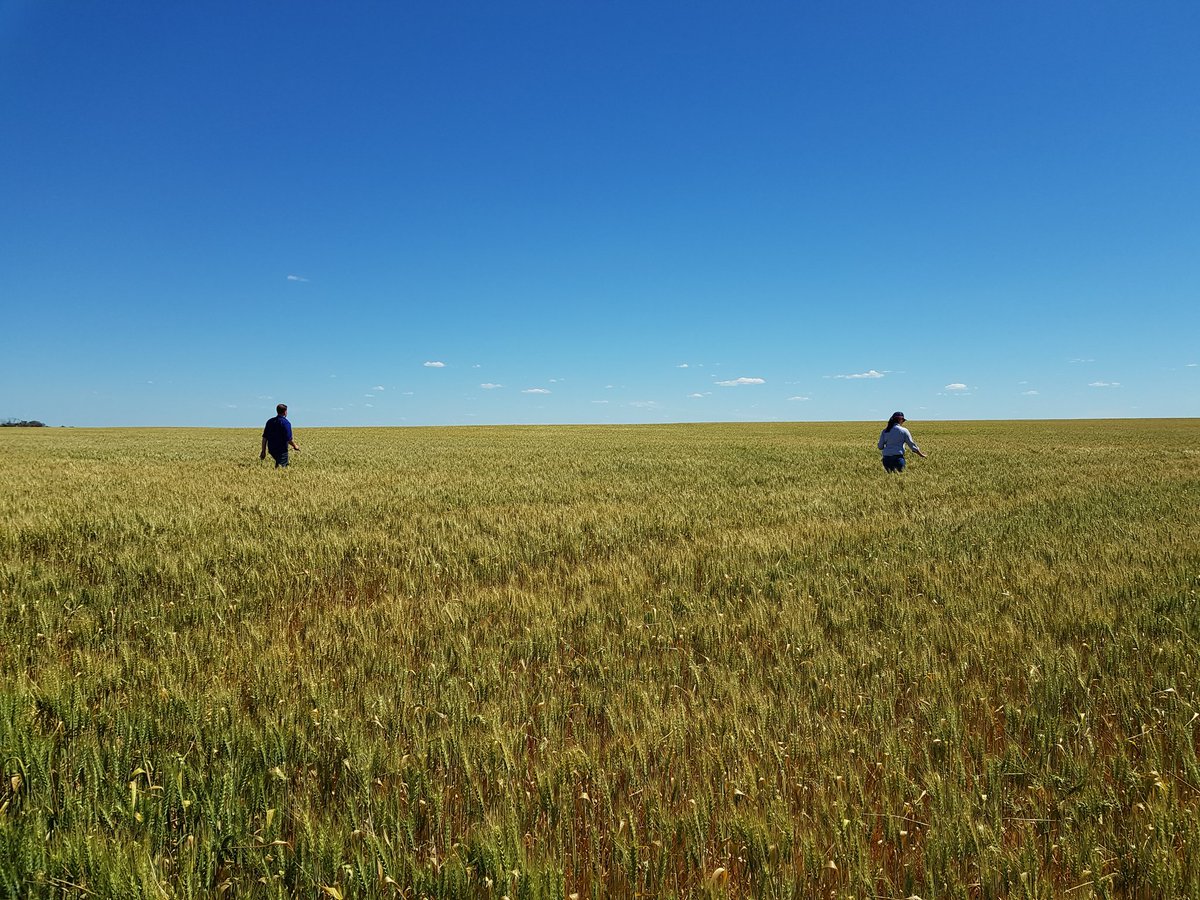 Wheat crop at Rainbow, VIC turning fast at 35°c <a href="/GIAVcroptour/">GIAV</a>