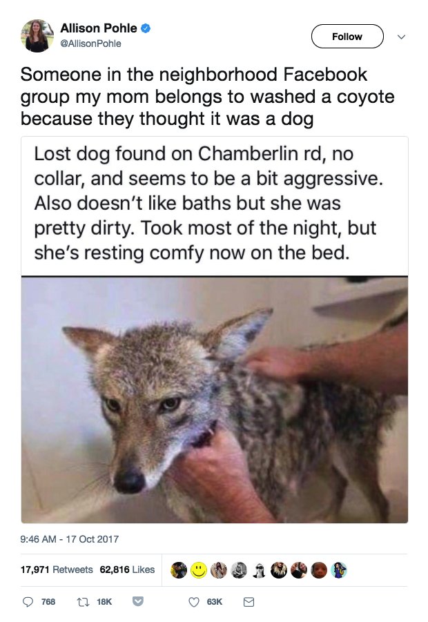 Buzzfeed News On Twitter Sorry Everyone But That Story About A Coyote Being Mistaken For A Dog Is Fake Https T Co 4zohfbjlvx Https T Co Iaunmhok7q Twitter