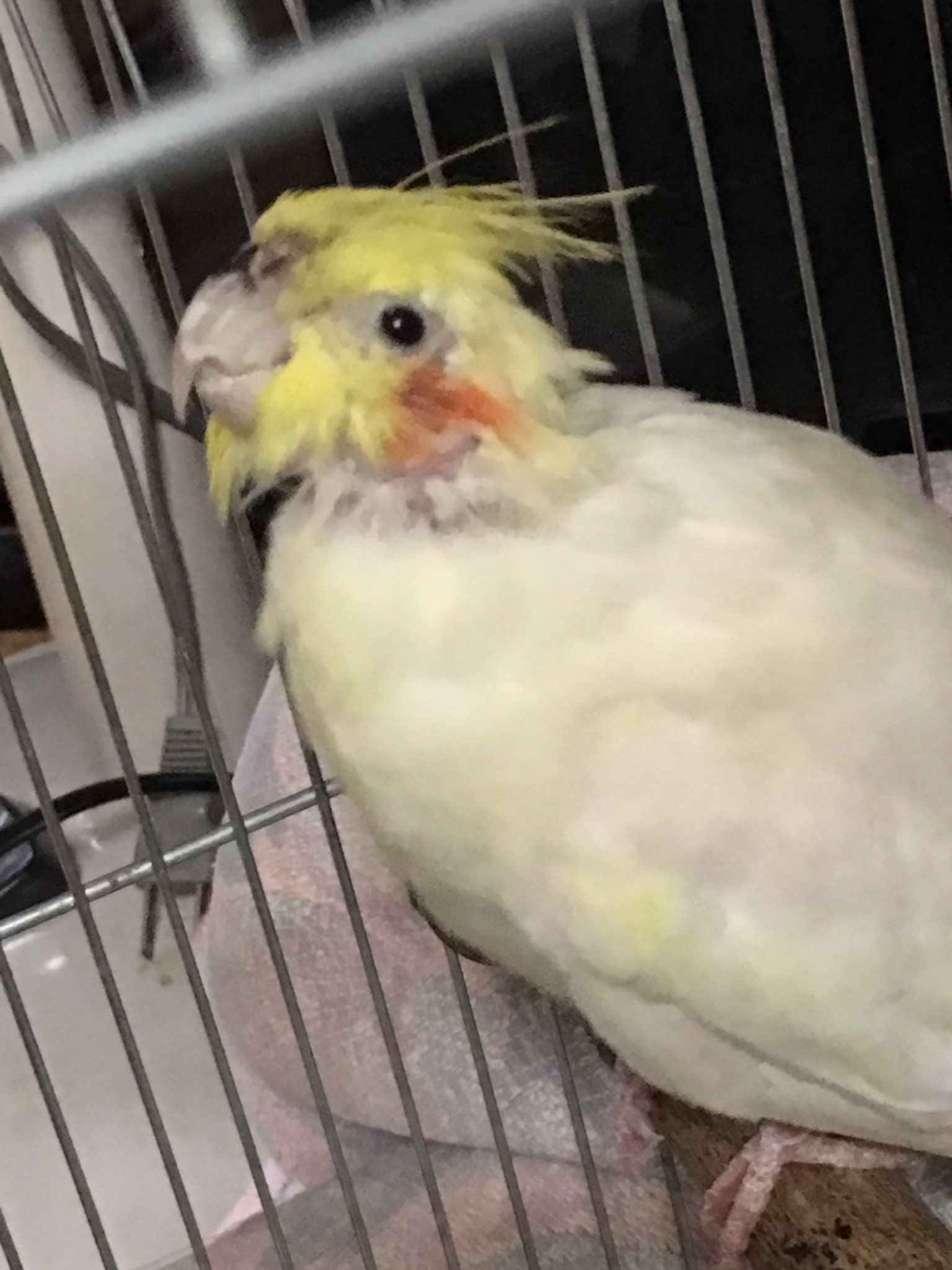Pichan 四日市南署より オカメインコ保護してきました ルチノー男の子 年齢不明 カラスか何かに襲われた のか 鼻にケガをしています 病院ではそのうには問題無し 足環なし 病院で強制給餌をされ少し元気です 拡散希望 オカメインコ 迷い鳥
