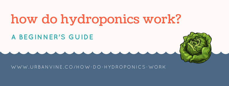 basil_grower's tweet photo. How do #hydroponics work? (A beginner's guide) 

> https://t.co/tDlP3seBgV

#urbanfarming https://t.co/U70ISpsgij