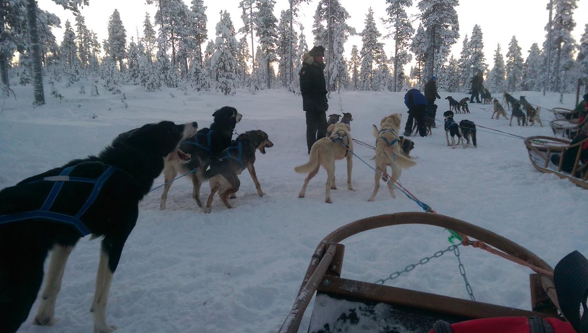 Our huskies are always excited to search for Santa....Are you?