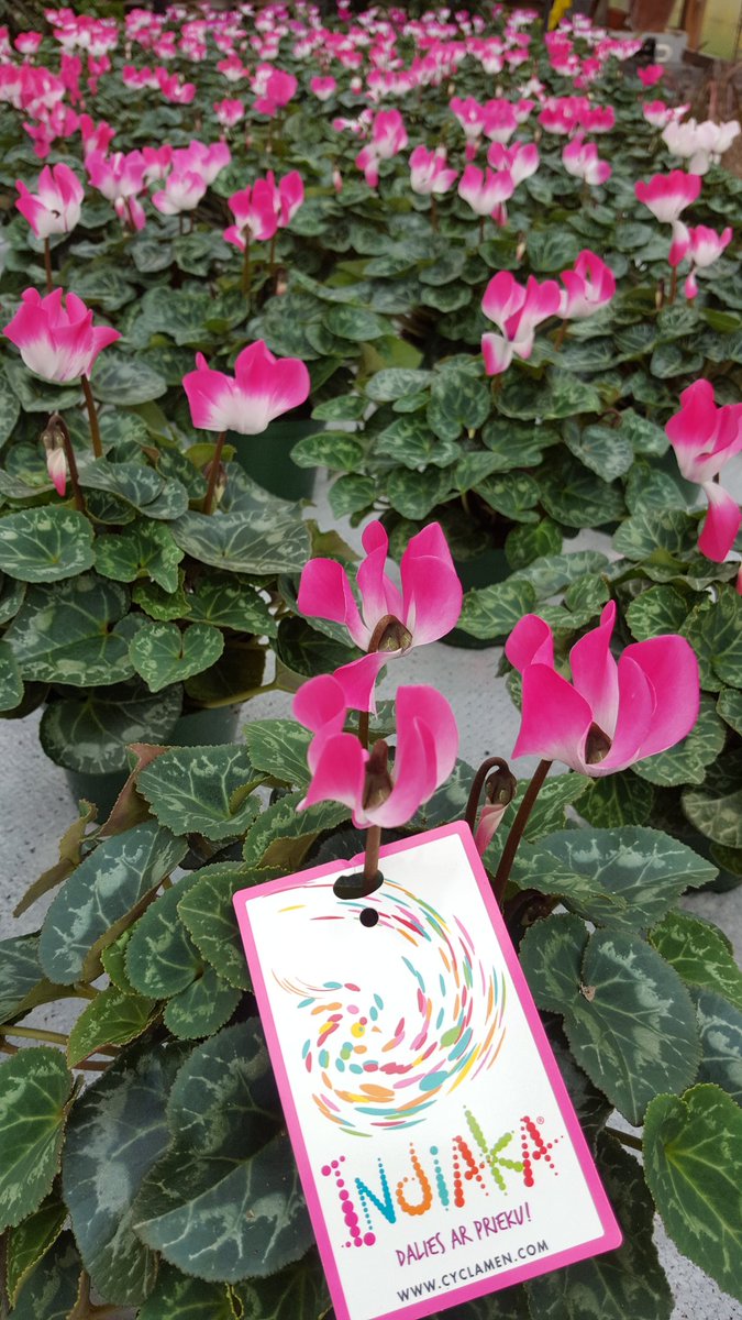 Vienīgie Latvijā uzziedinam šo jauno "Indiaka" grupas ciklamenas, kas atšķiras ar savu vidējo augumu un divkrāsainību. Pie mums Cēsīs.