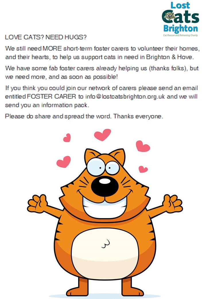 Lost Cats Brighton (@LostCatsBtn) / Posts / X