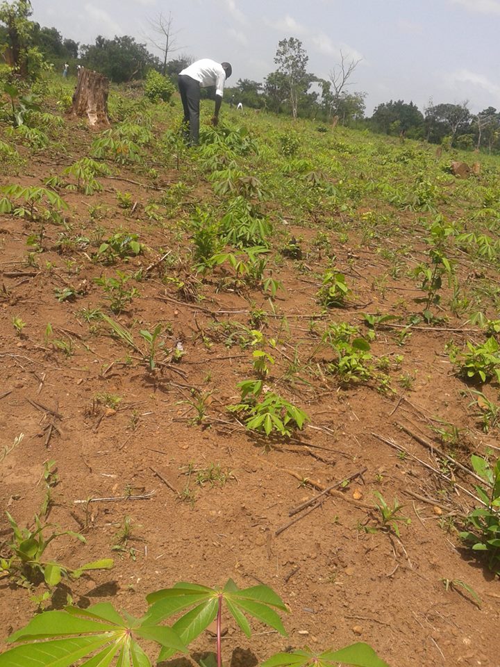 pscpd_bouake's tweet photo. Projet financé par l'@AmbCanCI.
L'évolution des plants de manioc, localité de Bamoro.
#Bouaké #voiceup #pscpd #Gouvci #civ225 https://t.co/UfvAWaT4gc