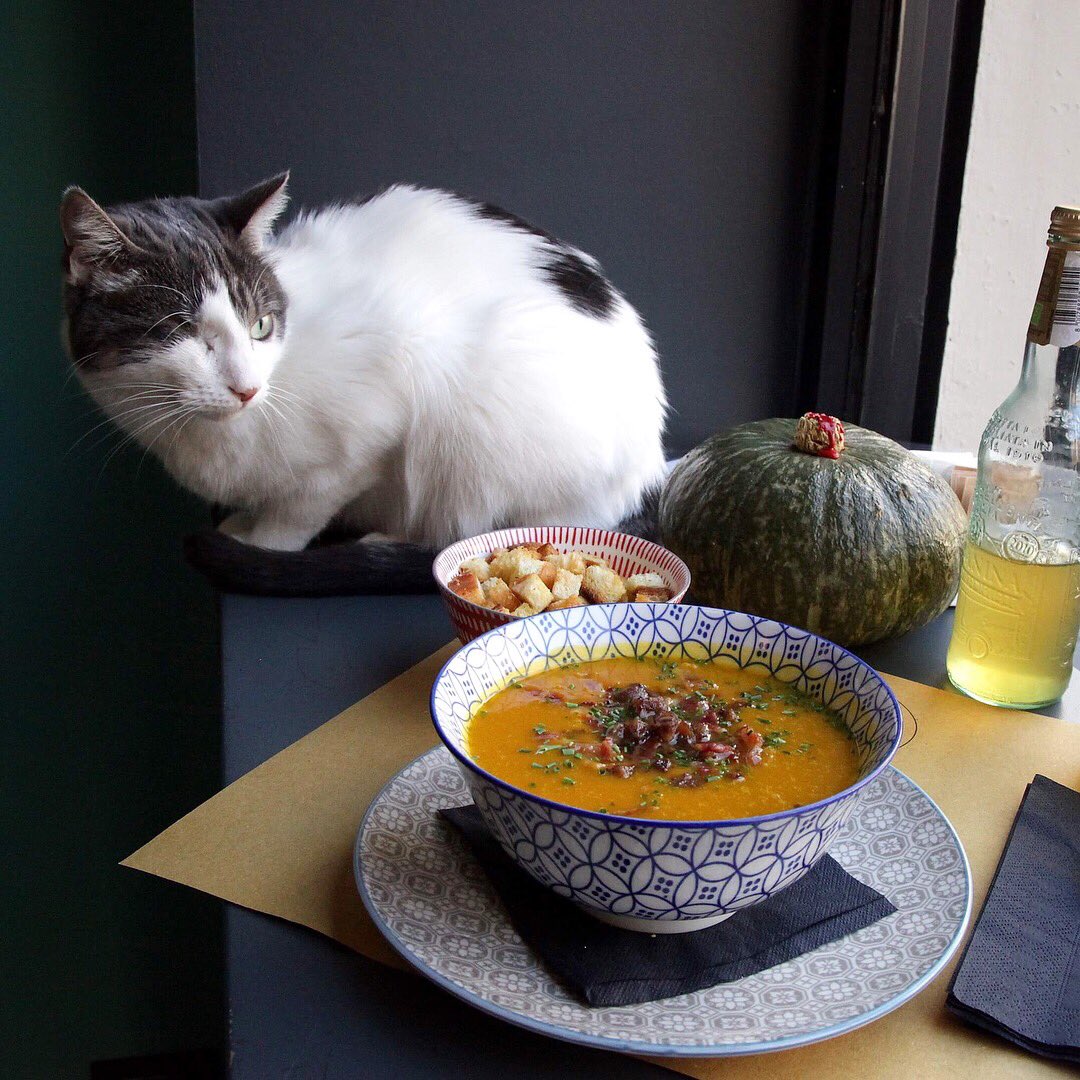 Crazy Cat Café tweet media