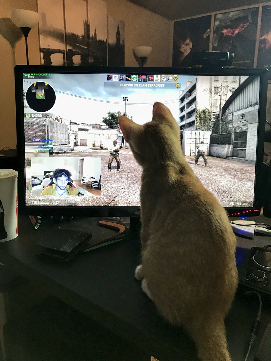 Smitt's tweet image. he loves faze temperrr