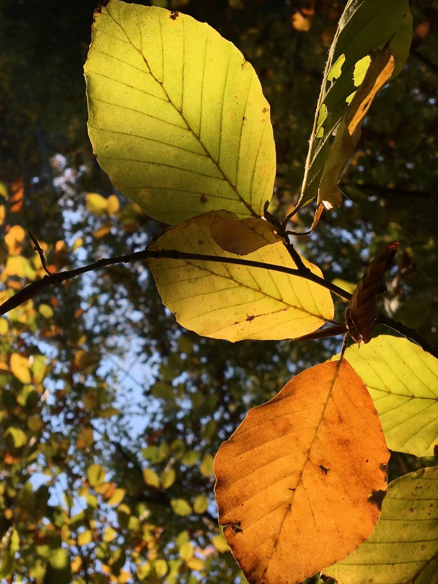 schreibergarten's tweet photo. Reichtum der #Wälder #Spiel https://t.co/QnKNS62O9I