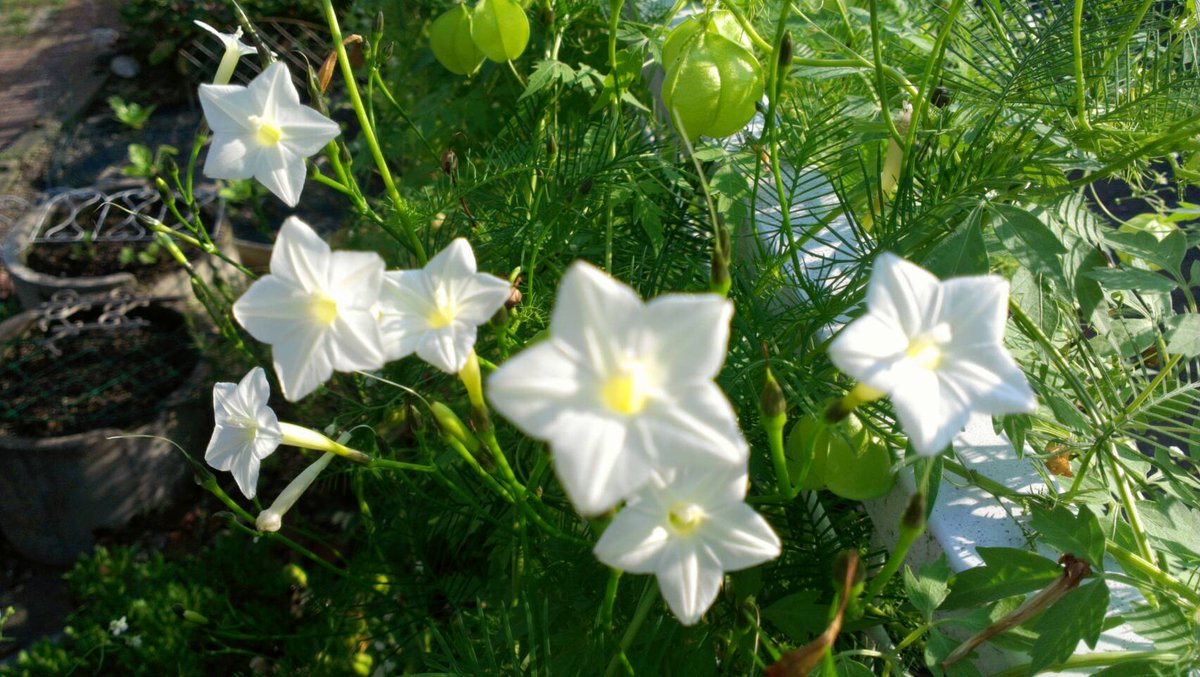 小さな庭の魔法使い A Twitter ルコウ草 赤 ピンクの花がありますが 白は超野性的で こぼれ種増えるので絶えることがありません 莢の形がユニーク 花 ルコウ草