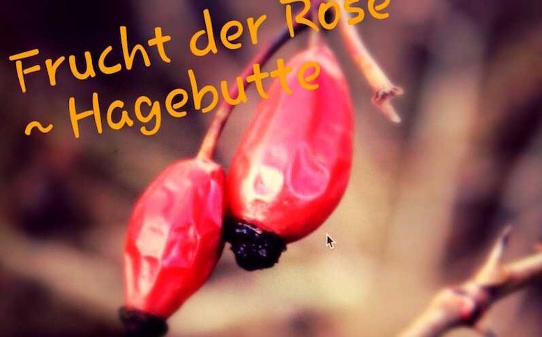 MarkusRothkranz's tweet photo. Vitamin C kannst du jetzt in der Natur ernten: https://t.co/Oi73jh0mBv https://t.co/KP8mgl67Tp