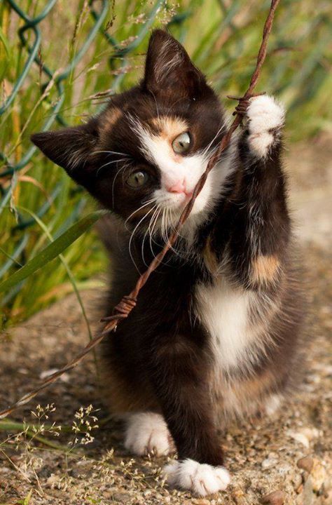 yoga_and_more's tweet photo. first steps...                       💕 🐾 😺❤️ https://t.co/2JAd5gqQra