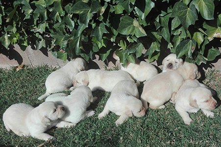 GossosdeGoscan's tweet photo. Labrador, Golden... Difícil decidir-se, oi? Vine a visitar-nos i descobreix quina raça és la millor per a tu! https://t.co/Py4ce5nH37 https://t.co/jVWnfCay0z