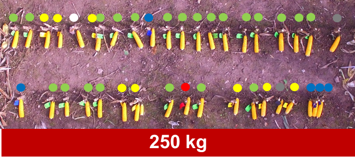 Etienneovin28's tweet photo. @HorschMaschinen @HORSCH_France 1 emerging day-1color-1card/plant
Numbers of days for 80% of plants emerged;
150kg-4days
250kg-3days
350kg-3days
#AutoForce 75kg-95kg-2days https://t.co/EPrSoy5A2T