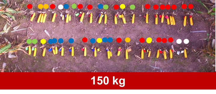 Etienneovin28's tweet photo. @HorschMaschinen @HORSCH_France 1 emerging day-1color-1card/plant
Numbers of days for 80% of plants emerged;
150kg-4days
250kg-3days
350kg-3days
#AutoForce 75kg-95kg-2days https://t.co/EPrSoy5A2T