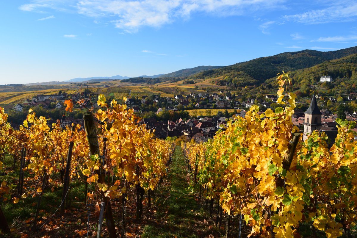 DOMAINE BOTT FRERES tweet media