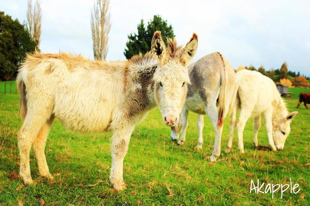 あかっぷる 家畜写真家 力強いロバさん ロバといえば ロバパンの由来を知っていますか 昔はロバに馬車をひかせて パンを売っていた時代がありました パン売りのロバさんという曲を流したていたんですよ おいしいパンと かわ