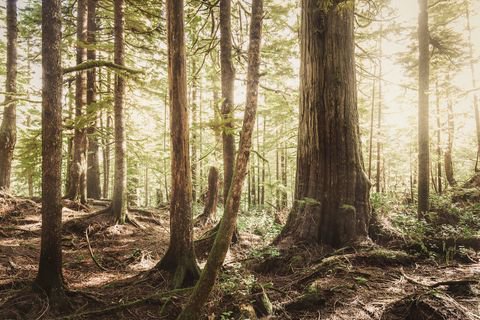 Reading <a href="/nature_org/">The Nature Conservancy</a>: Nature’s Make or Break Potential for Climate Change bit.ly/2x2RDJo #ClimateChange #nature4climate