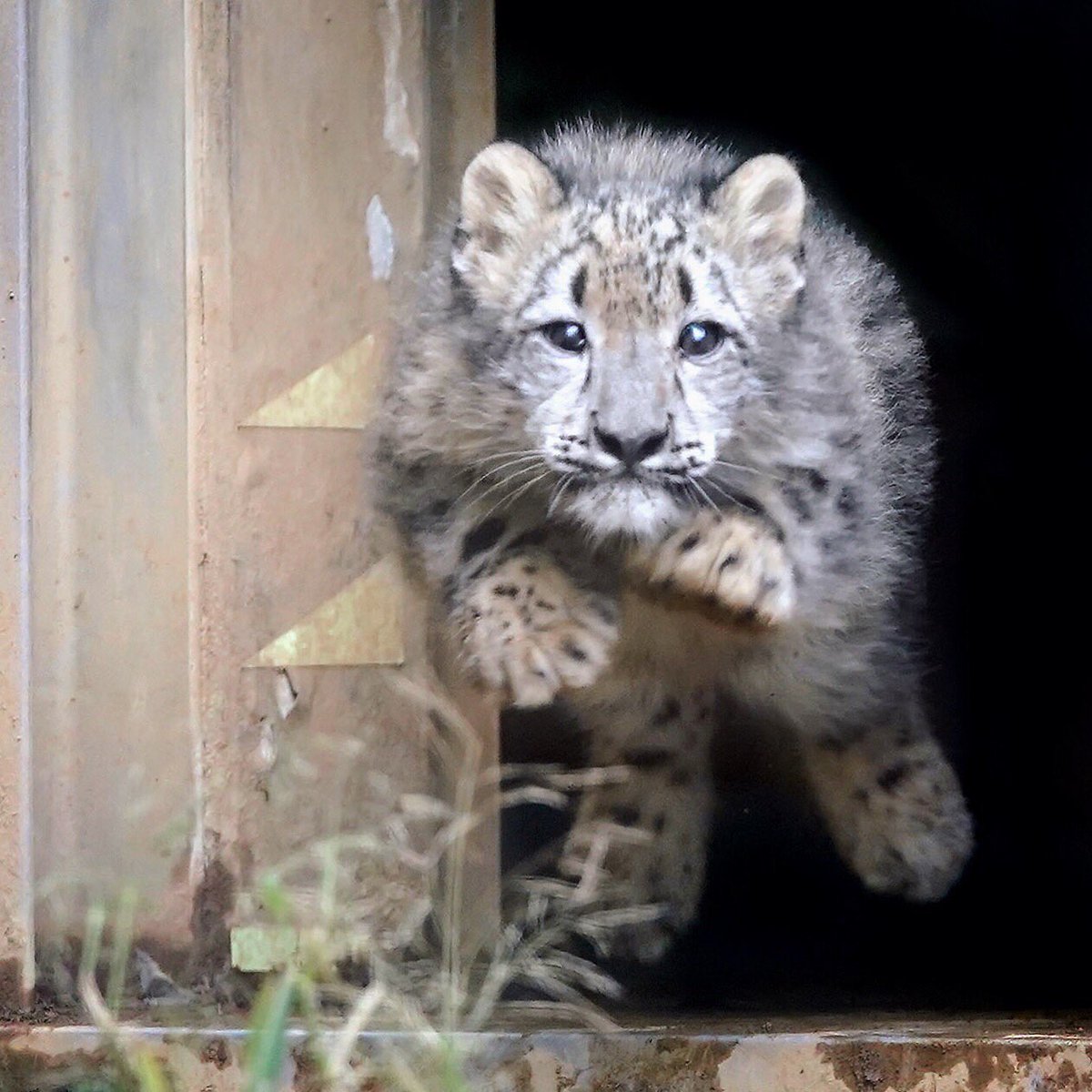 Riku 多摩動物公園のユキヒョウの赤ちゃん フクちゃん 過去登場したときはモジモジ状態だったのに 今日はミミお母さんが誘ったらジャンプして登場しました 今度会うときは よちよち歩きも卒業していそうです ユキヒョウ 多摩動物公園 Snowleopard Riku 多摩動物公園のユキヒョウの赤ちゃん フクちゃん 過去登場したときはモジモジ状態だったのに 今日はミミお母さんが誘ったらジャンプして登場しました 今度会うときは よちよち歩きも卒業していそうです ユキヒョウ 多摩動物公園 Snowleopard
