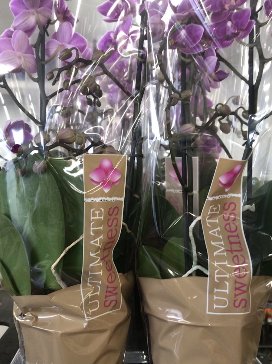 TFC_GROUP's tweet photo. Loving the Phalaenopsis Ultimate Sweetness @HIP_Aalsmeer 😍 https://t.co/byH5yoVUsH