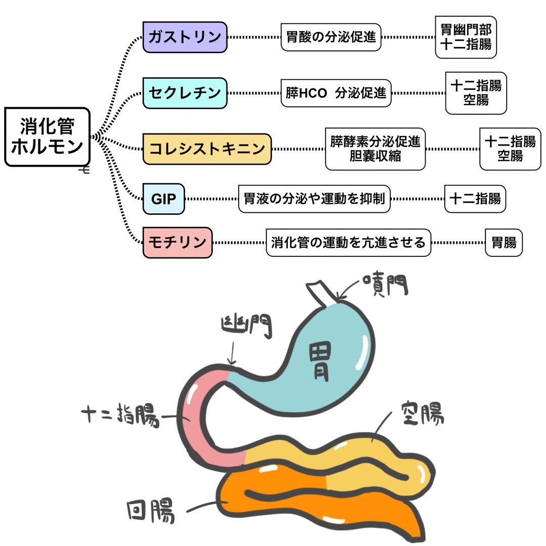 ゴロ 解剖生理イラスト No Twitter パッと見で分かる 消化管ホルモン