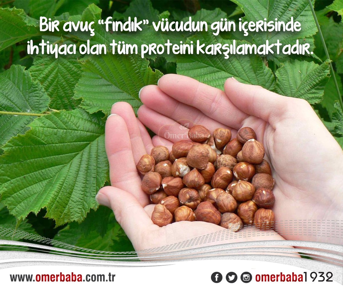Bir avuç #fındık vücudun gün içerisinde ihtiyacı olan tüm proteini karşılamaktadır. #ÖmerBaba1932 #ÖmerBaba omerbaba.com.tr