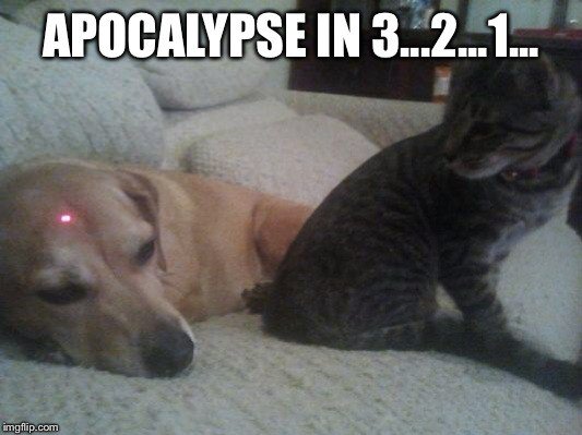 Labradoddles photo