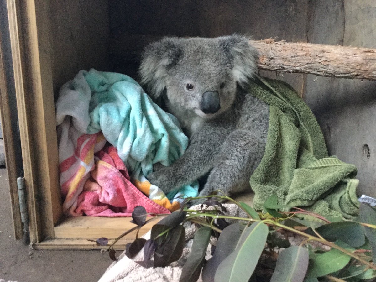 aboutregional's tweet photo. Look at this fella - one of 50 that is very precious - https://t.co/VM6FKwyzZ4 https://t.co/66RXahvtkA