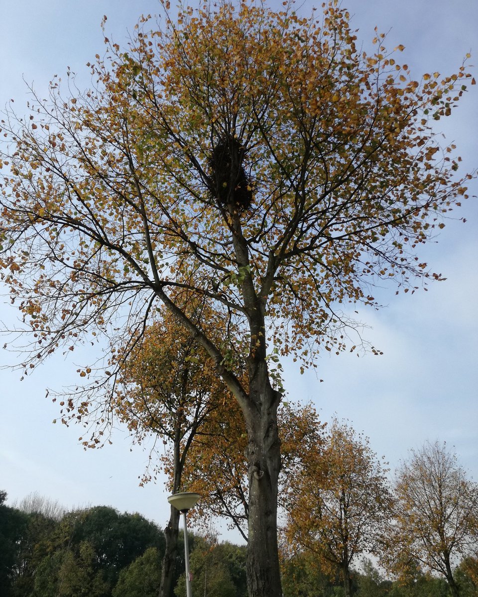 RobertGewoon's tweet photo. #herfstdagen @RTLnieuws @BuienRadarNL https://t.co/MHG2bGYBmp