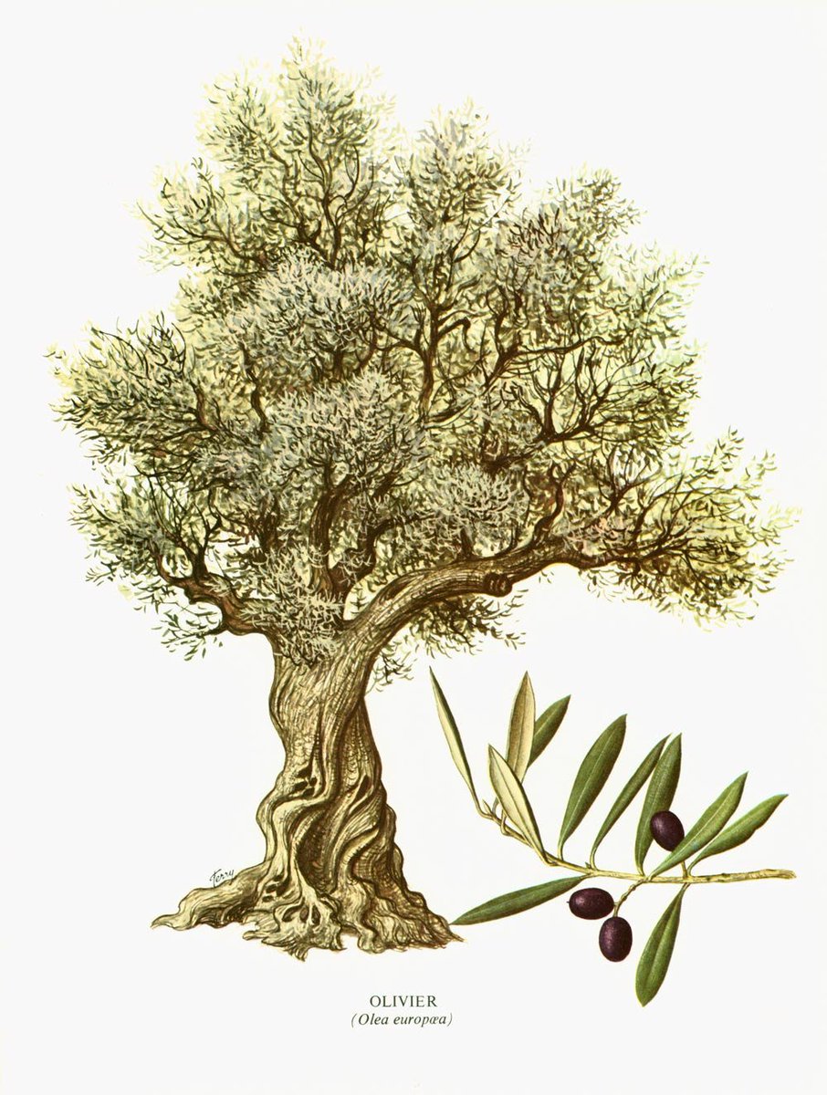 sofrenchvintage's tweet photo. 1967 Olive Tree Print. Olea Europaea. Vintage olive tree ill… https://t.co/nKa1KAYMRr #sofrenchvintage #OliveTreeArt https://t.co/ya7YOyVkd7