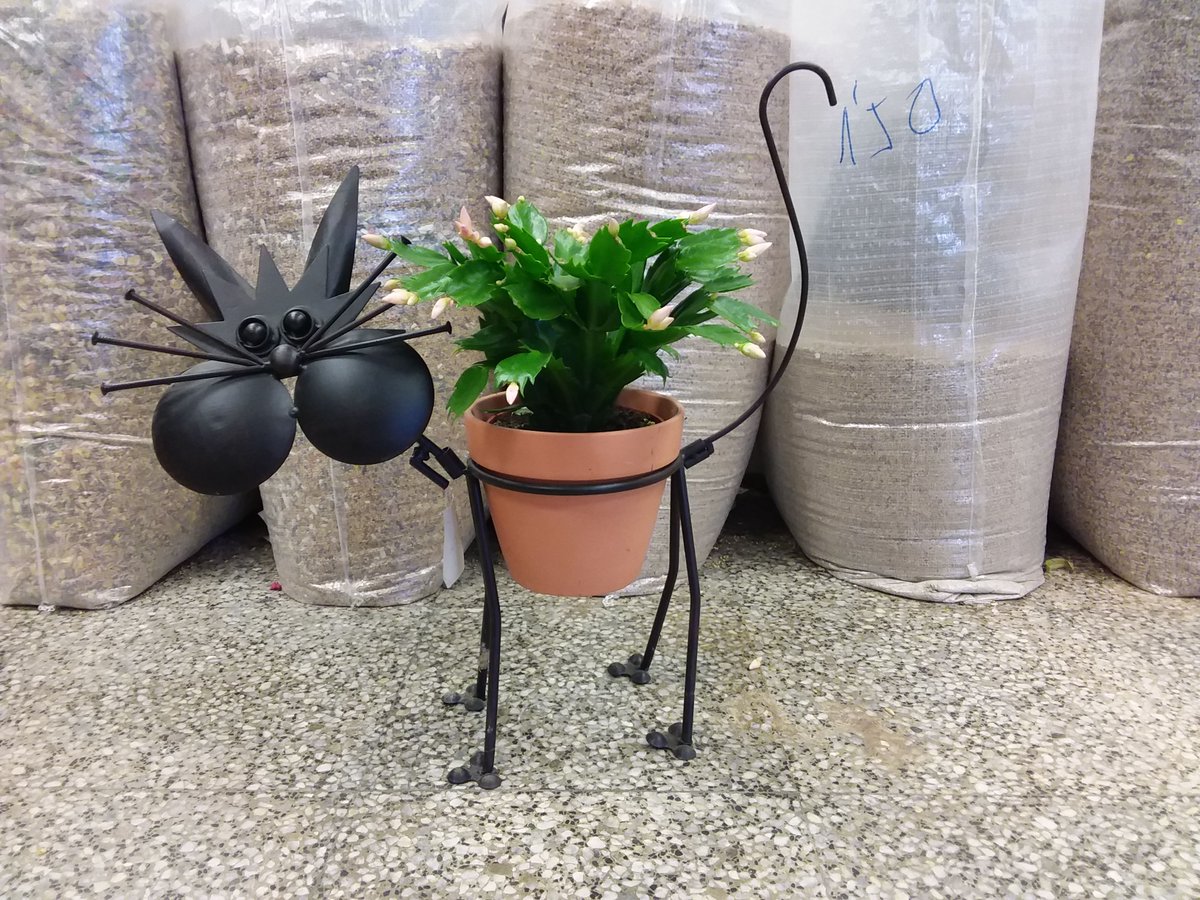 calmagri's tweet photo. Pots tenir una #Figureta o un #Test per a #Plantes https://t.co/m6eurxFAg9 O les dues coses https://t.co/y0JkGYw7S7