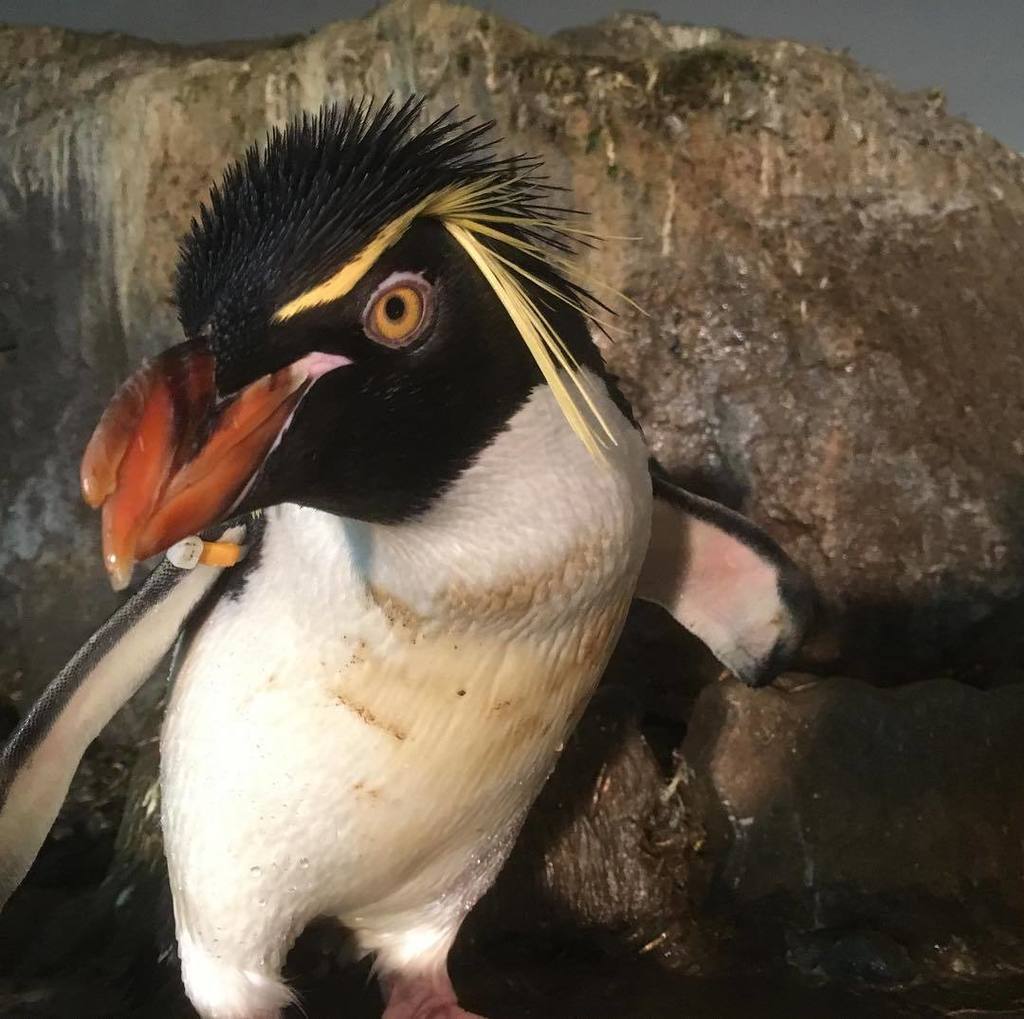 豊橋総合動植物公園 豊橋のんほいパーク Twitterissa ペンギンは種類によって模様などが様々ですが やっぱり冠羽があるイワトビペンギンが1番 かっこいいです 完全に投稿者の主観ですが 豊橋 動物園 のんほいパーク ペンギン イワトビペンギン 豊橋総合動植物公園 豊橋のんほいパーク Twitterissa ペンギンは種類によって模様などが様々ですが やっぱり冠羽があるイワトビペンギンが1番 かっこいいです 完全に投稿者の主観ですが 豊橋 動物園 のんほいパーク ペンギン イワトビペンギン
