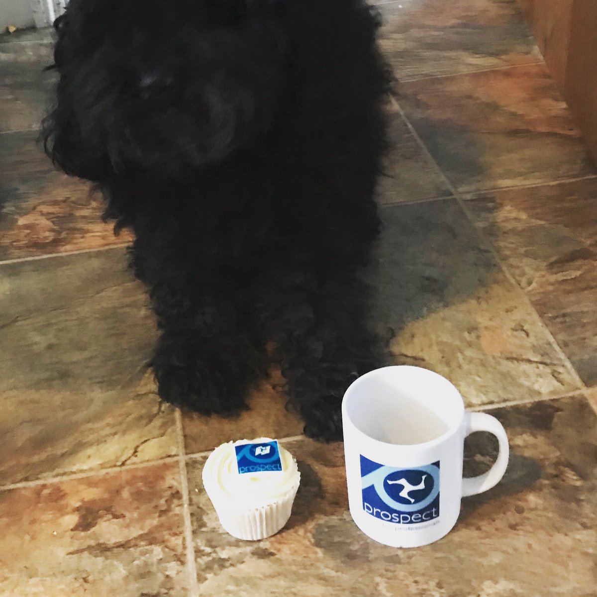 IOMProspect's tweet photo. #petsofProspect Bobby enjoying his team and cupcake! #TalkProspect https://t.co/M6XvGvNHeZ