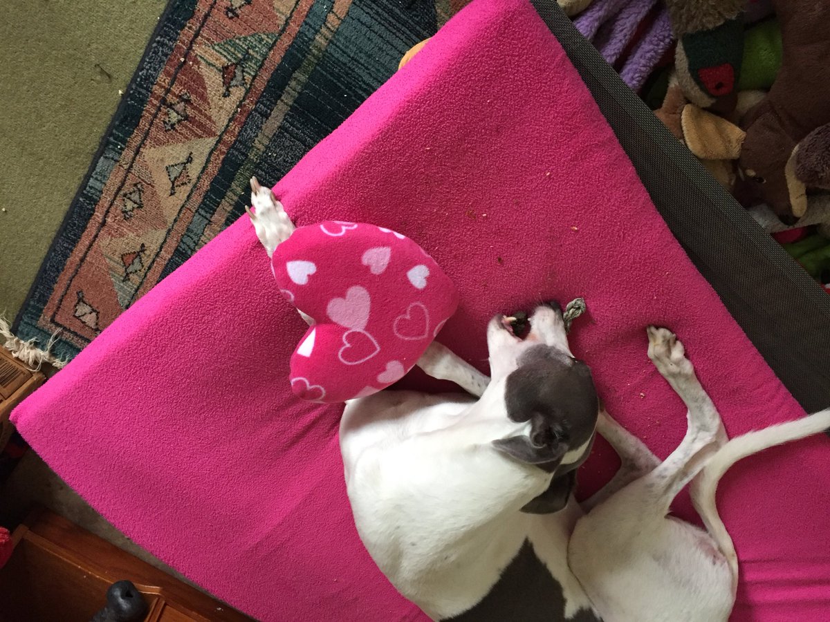 Yaay I has my new bed <a href="/Woofbed/">WoofBed.co.uk Where Dogs Sleep Better</a> mum says it has a matching cushion but I thinks it’s a new toy 😃