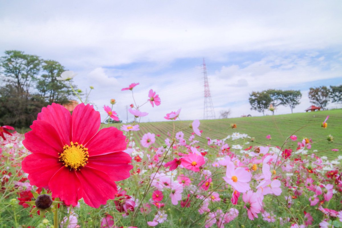 Rin0Xxt5's tweet photo. 秋桜綺麗だったなぁ。Part1

#秋桜 #コスモス #コスモス畑 #愛知牧場 
#秋 #写真好きな人と繋がりたい #ファインダーの越しの私の世界 #カメラ好きな人と繋がりたい #ファインダーの越しの私の世界 #カメラ好きな人と繋がりたい https://t.co/cAtCbRvPNI