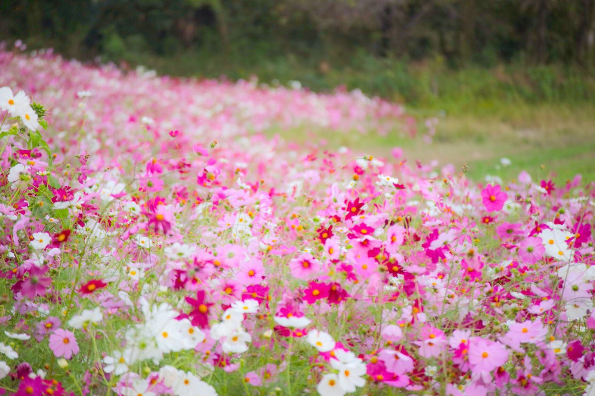 Rin0Xxt5's tweet photo. 秋桜綺麗だったなぁ。Part1

#秋桜 #コスモス #コスモス畑 #愛知牧場 
#秋 #写真好きな人と繋がりたい #ファインダーの越しの私の世界 #カメラ好きな人と繋がりたい #ファインダーの越しの私の世界 #カメラ好きな人と繋がりたい https://t.co/cAtCbRvPNI