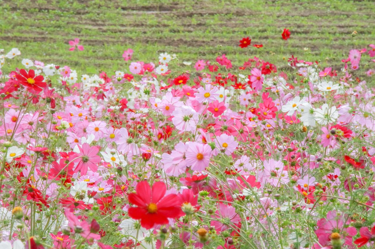 Rin0Xxt5's tweet photo. 秋桜綺麗だったなぁ。Part1

#秋桜 #コスモス #コスモス畑 #愛知牧場 
#秋 #写真好きな人と繋がりたい #ファインダーの越しの私の世界 #カメラ好きな人と繋がりたい #ファインダーの越しの私の世界 #カメラ好きな人と繋がりたい https://t.co/cAtCbRvPNI