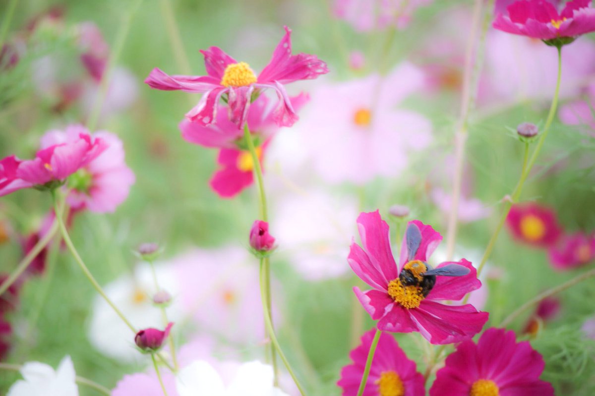 Rin0Xxt5's tweet photo. 秋桜綺麗だったなぁ。Part2
〜クマバチを追いかけて〜

#秋桜 #コスモス #コスモス畑 #愛知牧場 
#秋 #写真好きな人と繋がりたい #ファインダーの越しの私の世界 #カメラ好きな人と繋がりたい 繋がりたい #ファインダーの越しの私の世界 #カメラ好きな人と繋がりたい https://t.co/3vxN61QfAb
