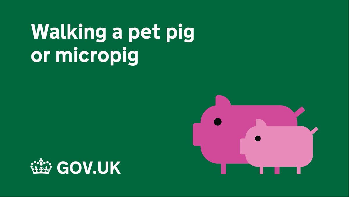 GOVUK's tweet photo. Did you know you can find out the rules for walking your pet pig on GOV.UK? https://t.co/N2gJJFb95Z #GOVUKis5 https://t.co/zk27lYQReP