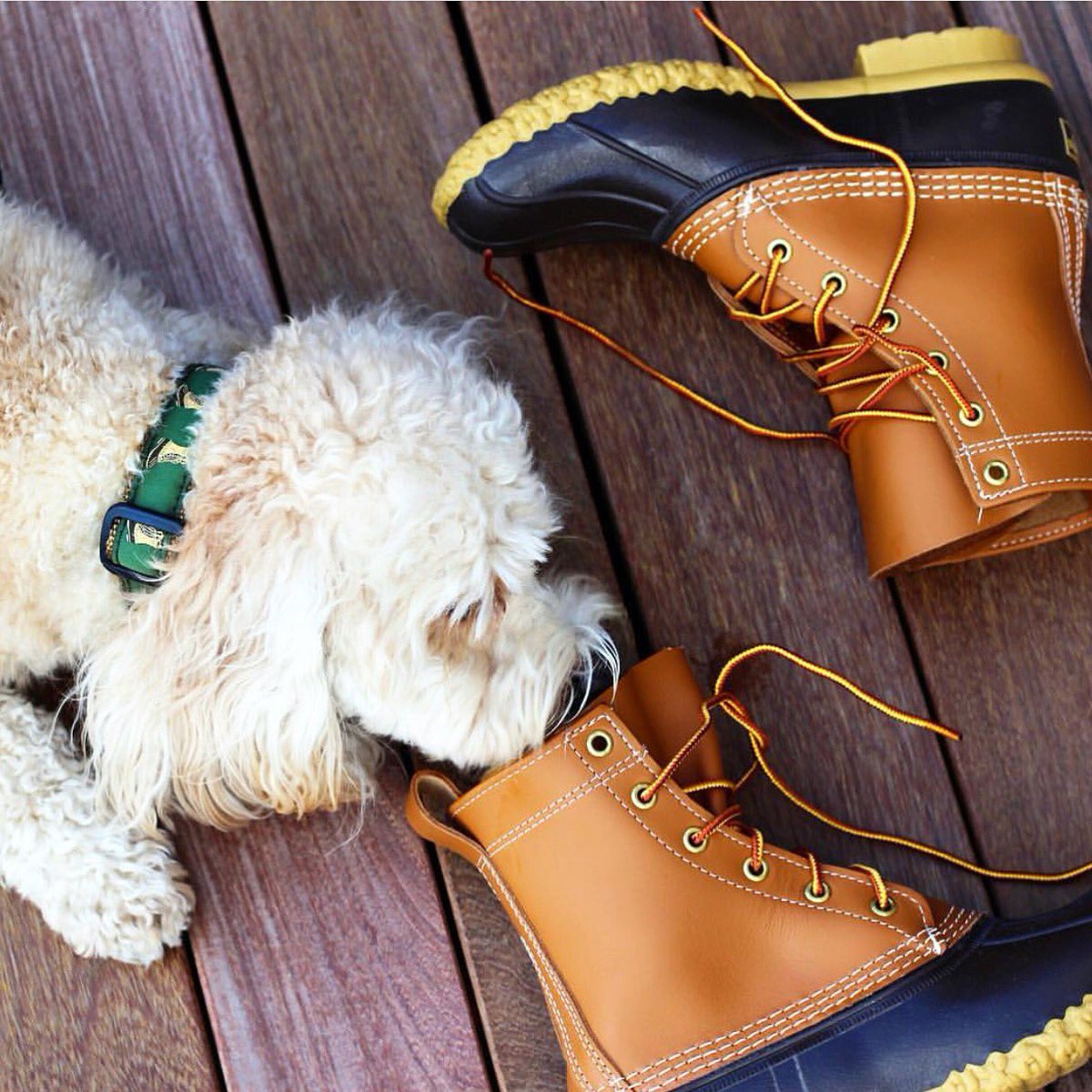 SarahWeisbrod's tweet photo. "Bean there, sniffed that" - Duke 🐶 I got him his own @llbean collar and he'd still rather play with my boots 😂#BeanOutsider #LLBeanContest #LLBeanPets https://t.co/gd6dHaFz8c
