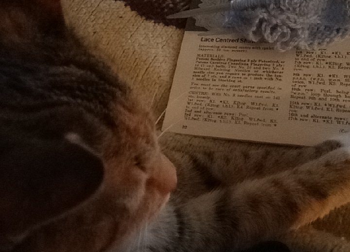 Knitting with a kitty in your lap is always a good way to spend the day.