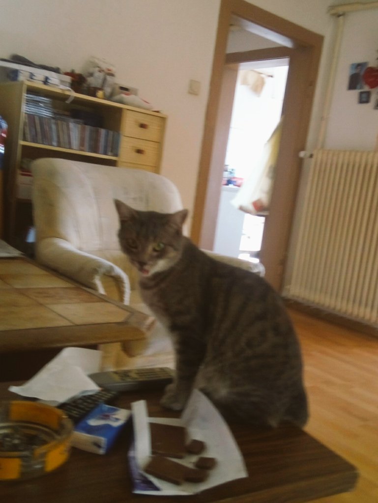 HasenmanninLove's tweet image. Mein Kater #dasModel