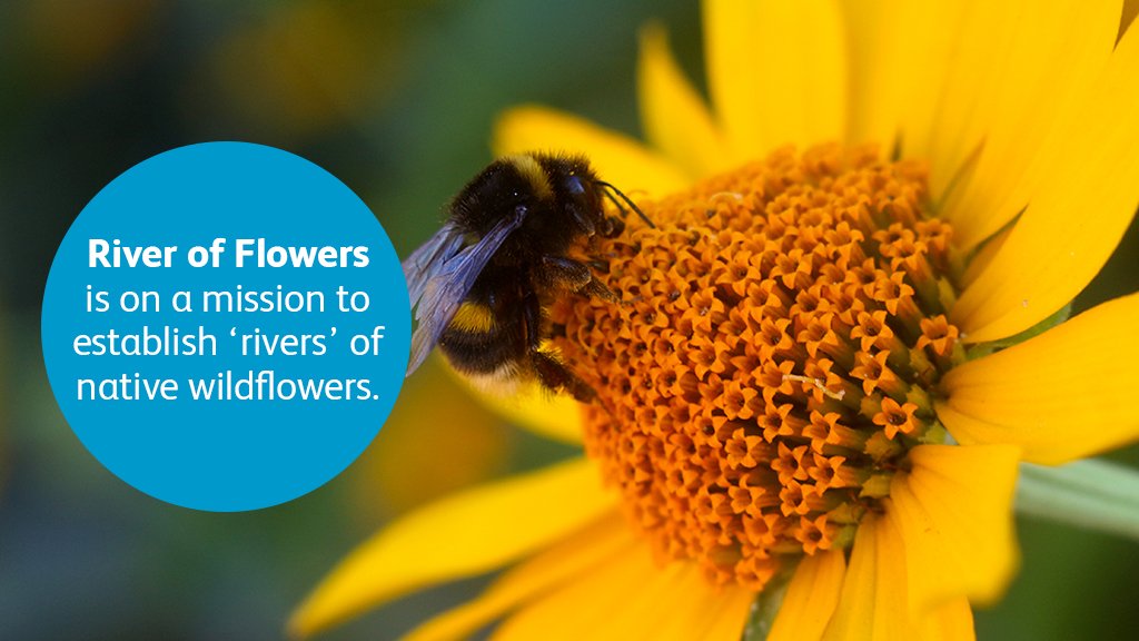 CooperativeBank's tweet photo. With the money from our Customer Donation Fund, @RiverofFlowers built a wheelchair accessible mini-meadow. https://t.co/cjubEN0wuF https://t.co/IhvTwwL1S7