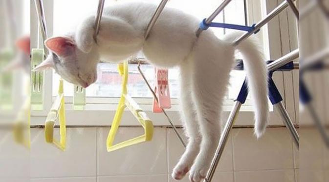 Kucing hingga Eskalator, 5 Hal Biasa Ini Ternyata Mengundang Maut dlvr.it/PwNC4Y