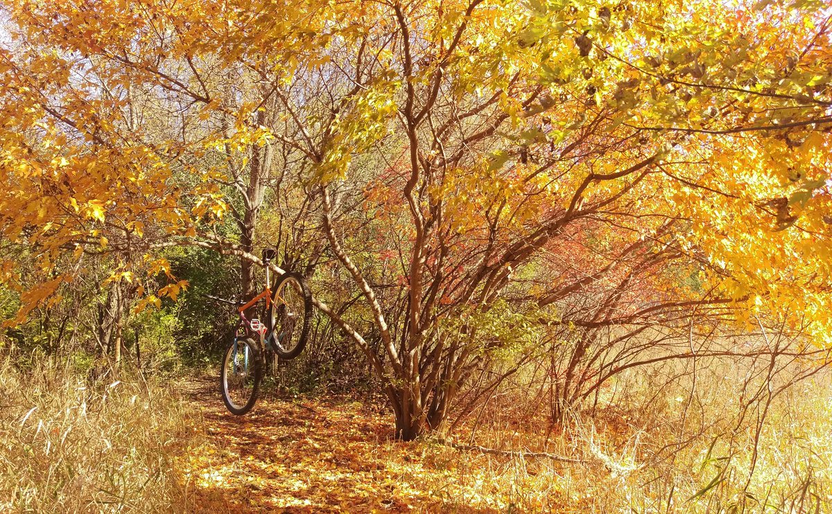 Trail conditions in Northfield are as good as they get! Caron Park was just blown, and Sechler/Heath are wonderful.