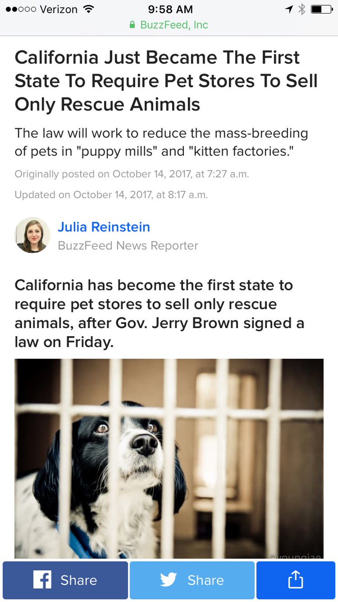 KatherineBrandy's tweet photo. yes. adopt, don't shop, always. https://t.co/cCgZQtE4k2