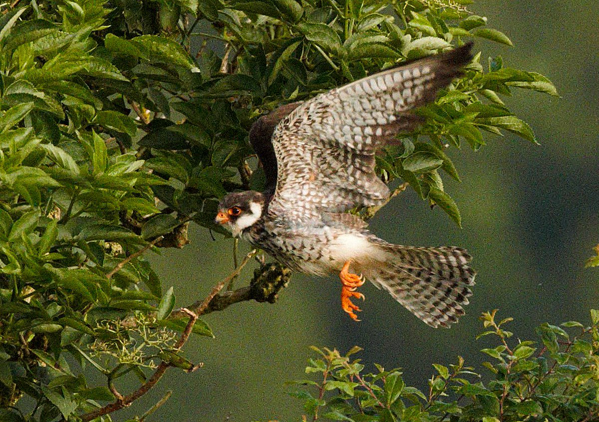brian44074145's tweet photo. Late Photo of the Amur Falcon at Polgigga Cornwall July #birdsincornwall https://t.co/ChQ3D5fKPl
