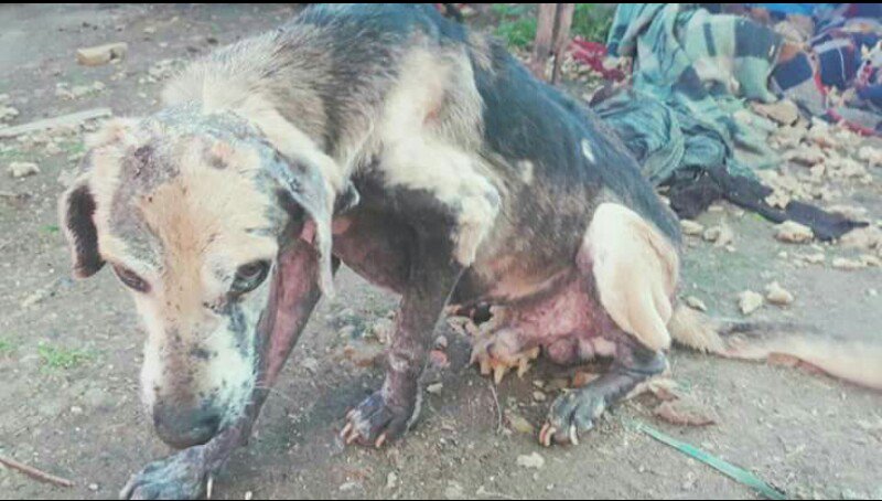 ComunicadoOpina's tweet photo. URGENTE! Hurlingham se necesita ayuda para llevarlo al veterinario y tránsito. Lo encontró un chico q no tiene para el vete ☎1153897745 Waly https://t.co/qiDimTzNlf