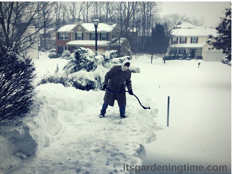 itsgardningtime's tweet photo. #Blizzard2016! #Jonas2016 #Snowzilla #TheWinterAwakens https://t.co/VRZpExIHFx #gardenchat See video! https://t.co/96k1R9yNog