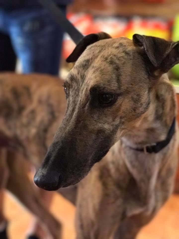 GaltxOrg's tweet image. Fast will run fast into your heart! He is available!  galtx.org/hounds/fast.sh… #fastdogs #greyhounds