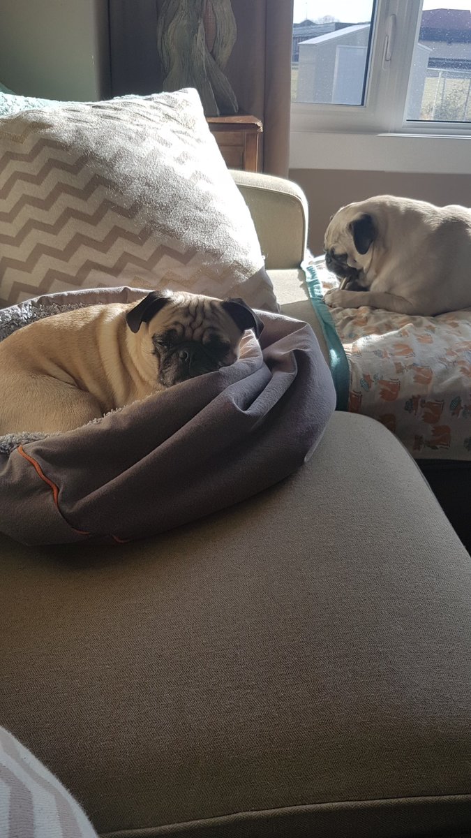 Airforcepugs's tweet photo. Otis is happy to have his bed back from the laundry washing services (aka mom) #warmlaundry #sunpug https://t.co/fU9aDhmVa8
